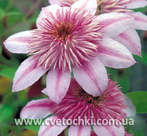 Клематис «Empress/Эмпресс»