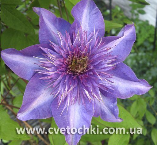 Клематис «Multi blue/Мульти блю»
