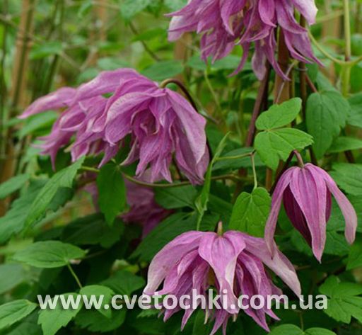 Клематис «Purple dream/Пёрпл дрим»