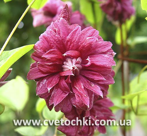 Клематис «Purpurea plena elegans/Пурпуреа плена элеганс»