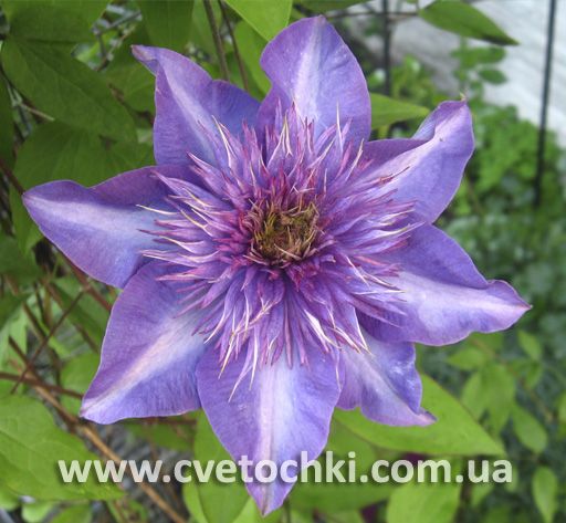 Клематис «Multi blue/Мульти блю»