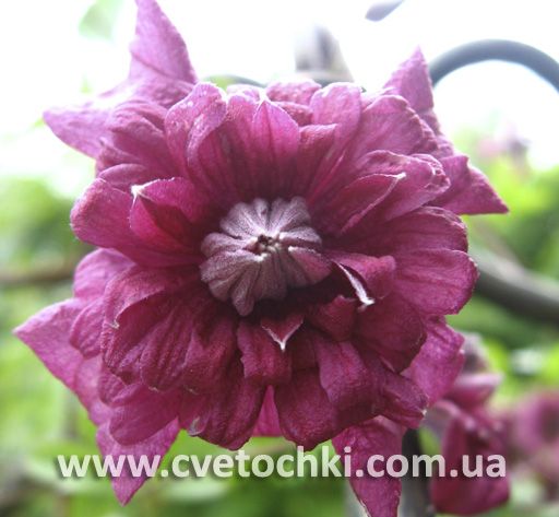 Клематис «Purpurea plena elegans/Пурпуреа плена элеганс»