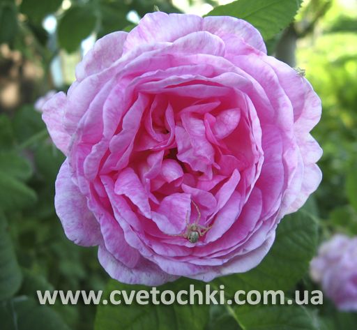 Роза чайная плетистая