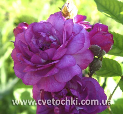 Роза плетистая «Blue magenta/Блю маджента»