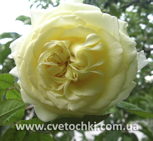 Роза плетистая «Elfe/Эльф»