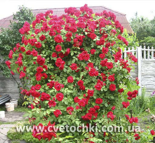 Роза плетистая красная