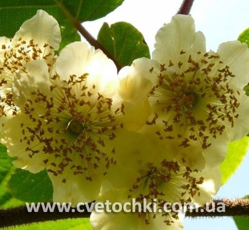 Актинидия (мужская форма)