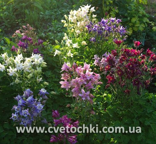 Аквилегия (микс)