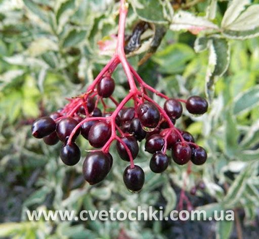 Бузина пестролистная