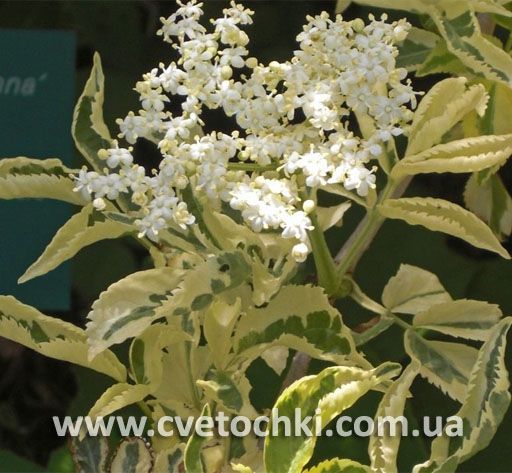 Бузина пестролистная