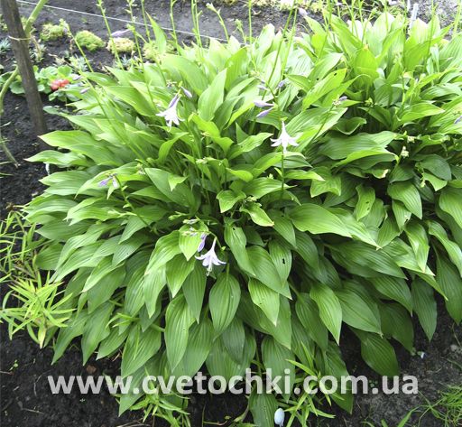 Хоста ланцетолистная (lancifolia)