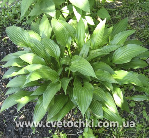 Хоста ланцетолистная (lancifolia)