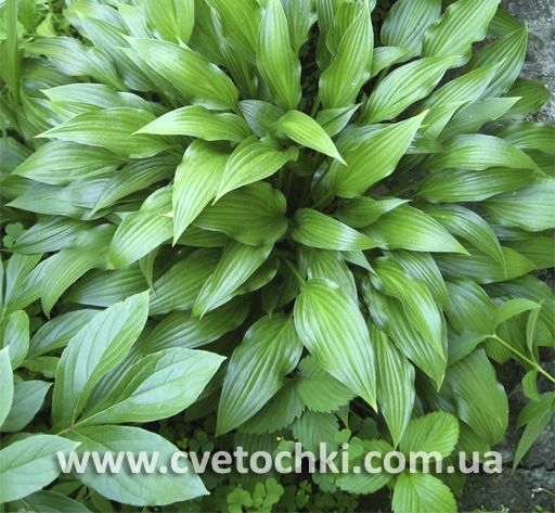 Хоста ланцетолистная (lancifolia)