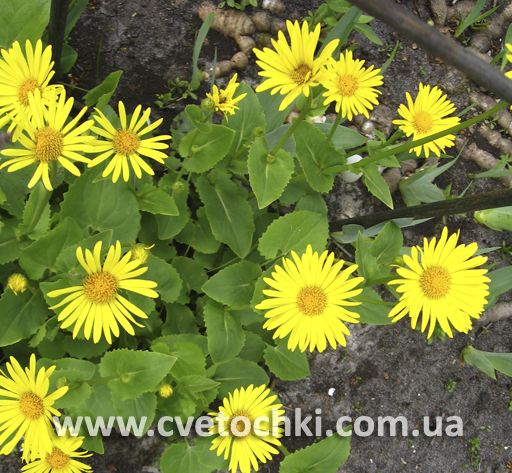 Ромашка жёлтая (дороникум)