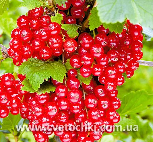 Смородина красная «Ненаглядная»