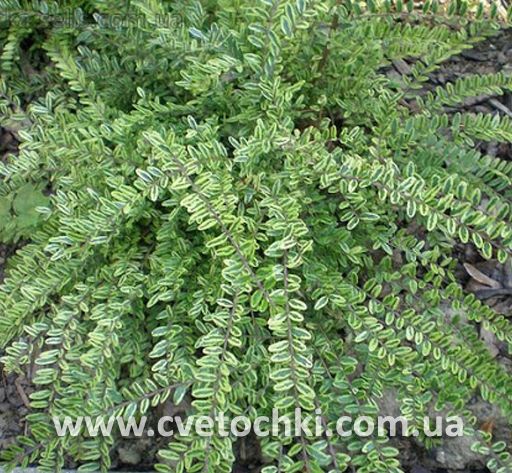 Жимолость шапочная (variegata)