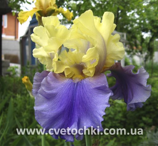 Ирис «Edith Wolford/Эдит Волфорд»
