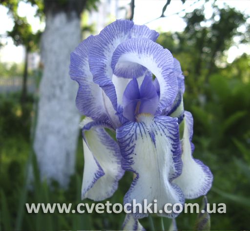 Ирис «Risochka/Рисочка»