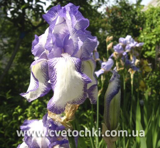 Ирис «Risochka/Рисочка»