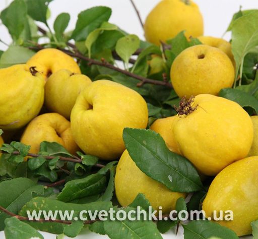 Айва японская (хеномелес)