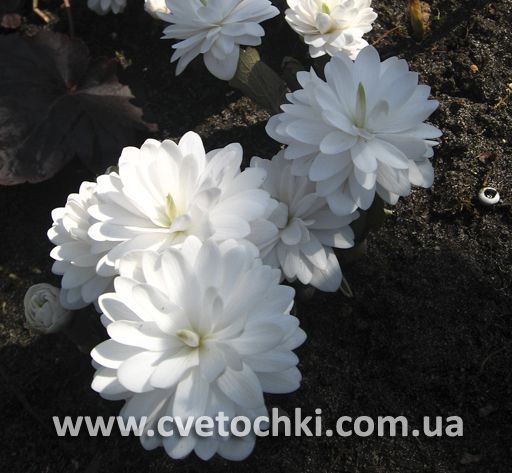 Сангвинария