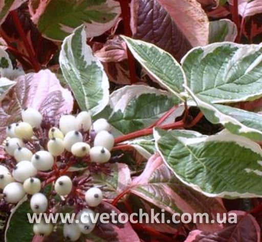 Дёрен (свидина) пестролистный