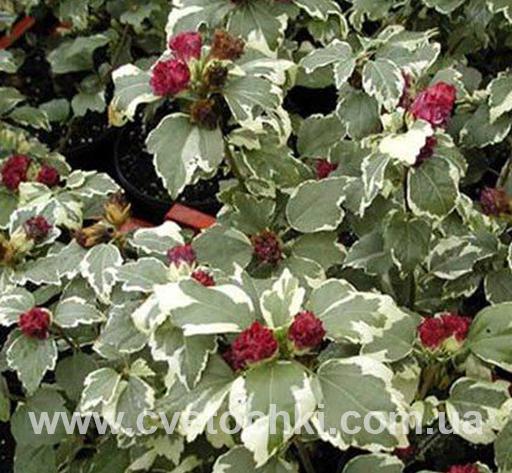 Гибискус сирийский пестролистный «Purpureus Variegatus/Пурпуреус вариегатус»
