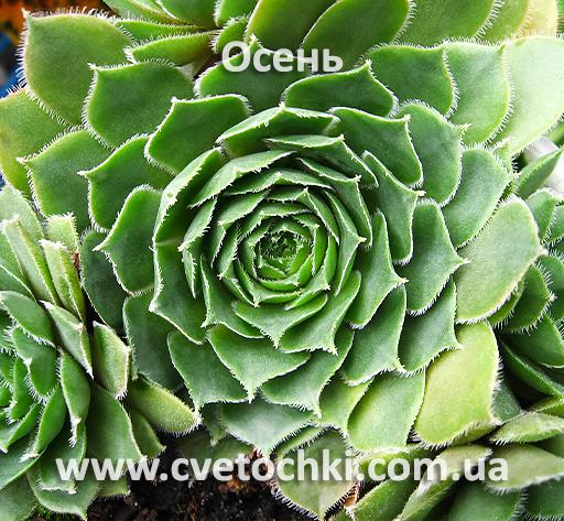 Молодило (каменная роза) «Daro/Даро»
