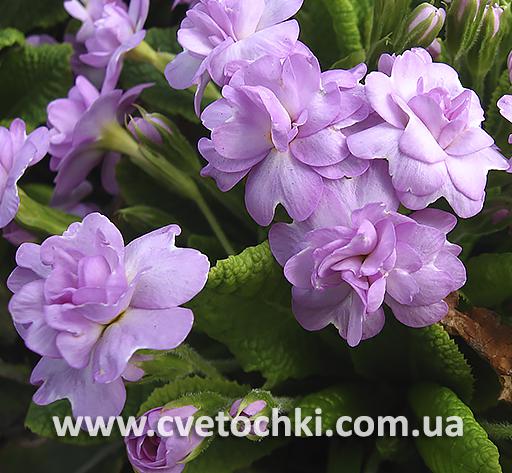 Примула «Quakers bonnet/Квакерс боннет»