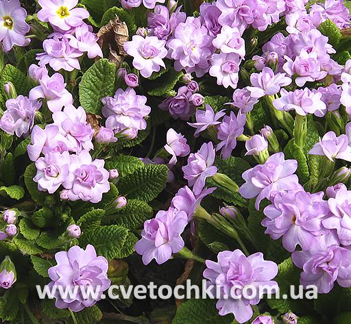 Примула «Quakers bonnet/Квакерс боннет»
