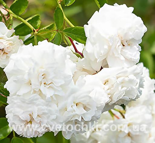 Роза плетистая «White Dorothy Perkins/Уайт Дороти Перкинс»