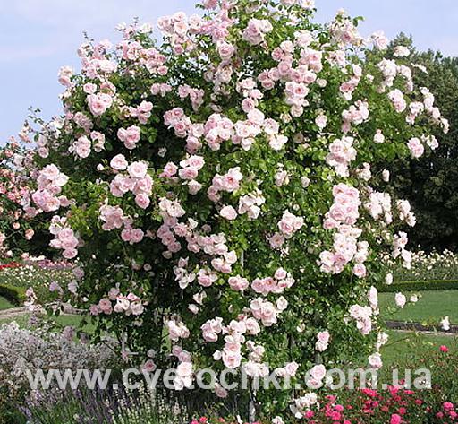 Роза плетистая «White Dorothy Perkins/Уайт Дороти Перкинс»
