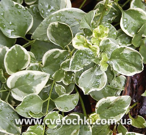 Барвинок белоокаймлённый (variegata)
