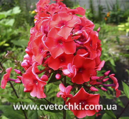 Флокс метельчатый «Flame coral/Флэйм корал»