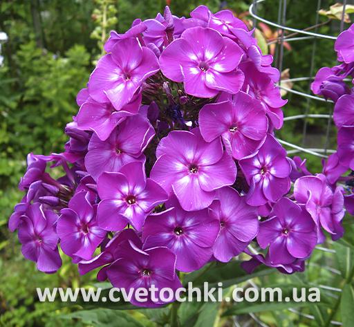 Флокс метельчатый «Flame lilac/Флэйм лилак»