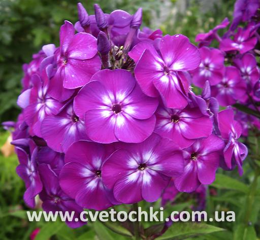 Флокс метельчатый «Flame lilac/Флэйм лилак»