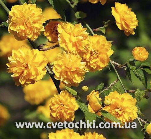 Керрия японская