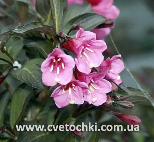 Вейгела краснолистная «Elvera/Эльвера»