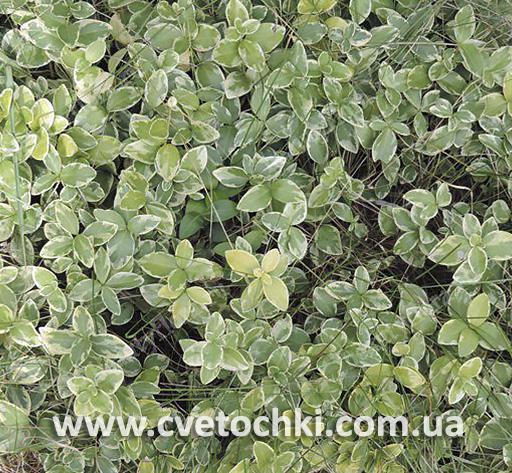 Барвинок белоокаймлённый (variegata)