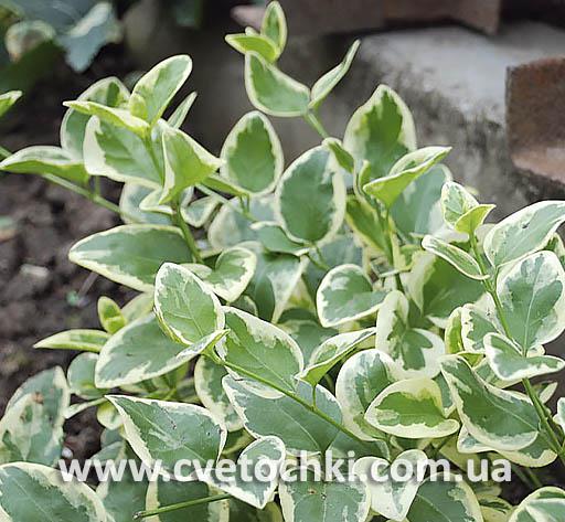 Барвинок белоокаймлённый (variegata)