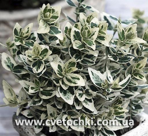 Бересклет «Emerald gaiety/Эмеральд гаети»
