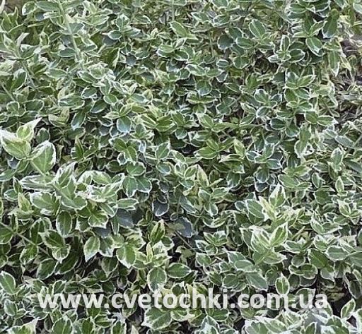 Бересклет «Emerald gaiety/Эмеральд гаети»