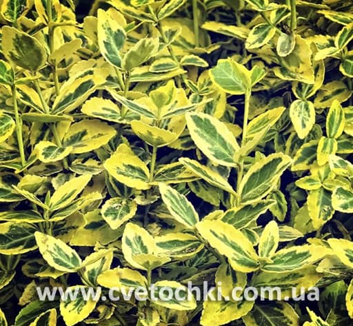 Бересклет Форчуна «Emerald and gold/Эмеральд энд голд»