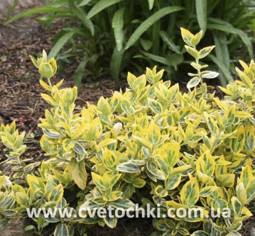 Бересклет Форчуна «Emerald and gold/Эмеральд энд голд»