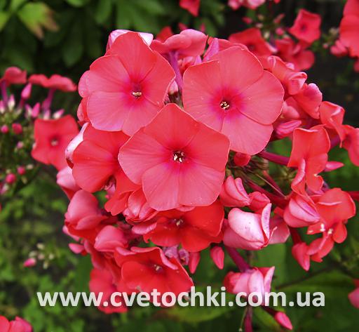 Флокс метельчатый «Flame coral/Флэйм корал»