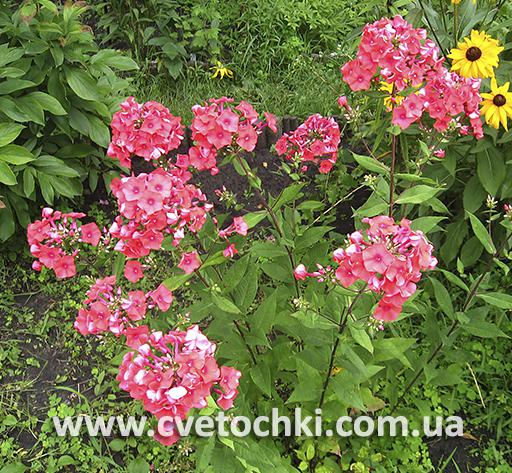 Флокс метельчатый «Flame coral/Флэйм корал»
