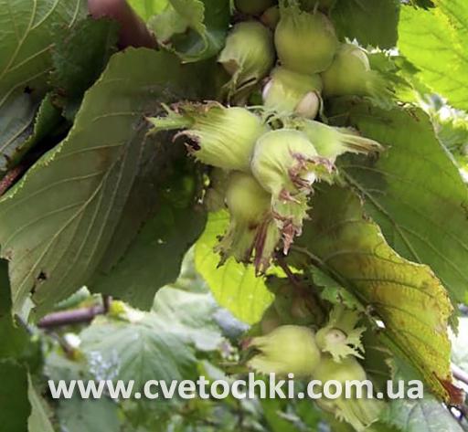 Фундук «Каталонский»