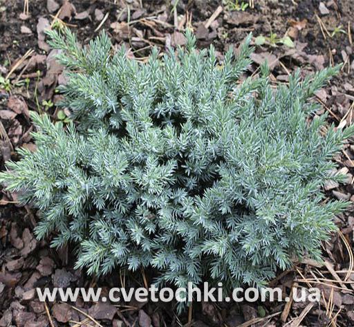 Можжевельник «Blue star/Блю стар»