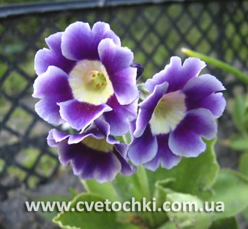 Примула Auricula фиолетовая