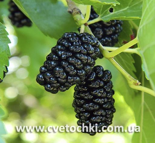 Шелковица чёрная